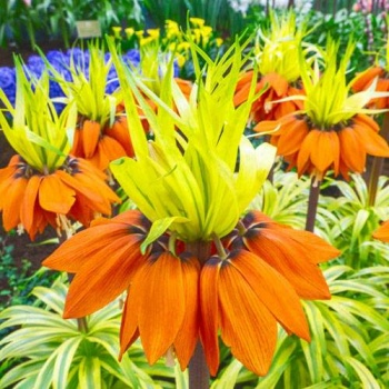 'Variegated Crown Imperial'