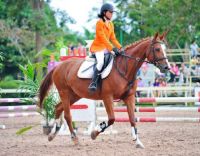 For Baylee - Thai Polo Equestrian