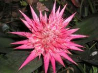 Bromelaid Aechmea Fasciata