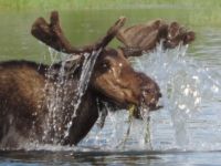 Idaho Moose