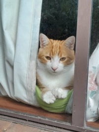 Pippin enjoying the great outdoors - on the inside