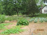 My Garden, Part 4