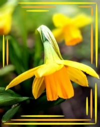 ⚞🌻Spring in yellow🌻⚟