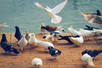Doves & Pigeons