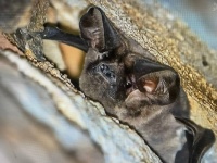 Bats in Malta 2.