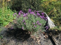 lavender in bloom, 23.08.23