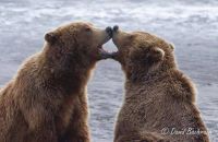 bear kisses