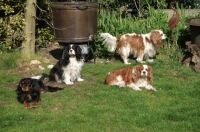 charly, jelle, timo en roebie in de tuin.