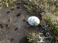 Icelandic Bird Egg