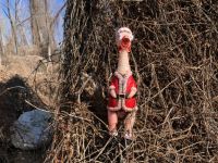 Rubber Santa Chicken?