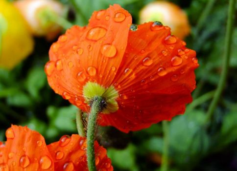 Poppy and raindrops