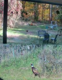 pheasant in yard, merged