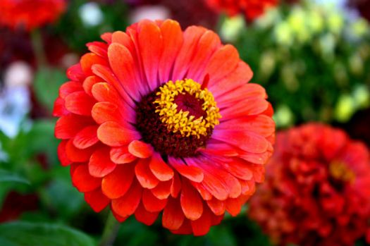 Red_Zinnia for flower lovers.