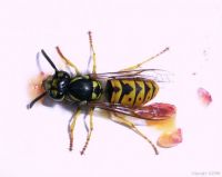 Wasp With Jam
