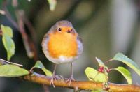 Thanks for the mealworms.......