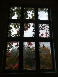 rainy day through a leafy window