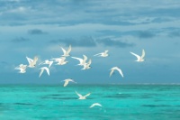 Seagulls in Alifu Dhaalu Atoll in the Maldives