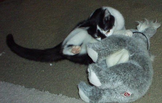 Joey & the koala toy 11 - 05