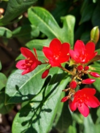 More flowers