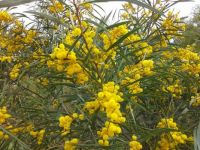 Western Australia Wattle in full bloom (smaller)