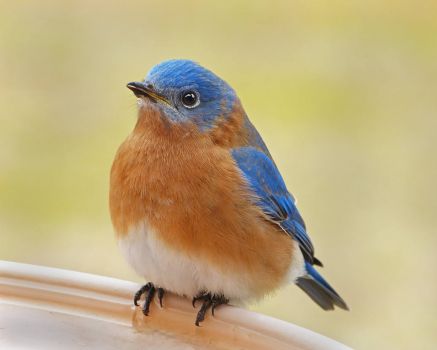 Solve Eastern-Bluebird-male jigsaw puzzle online with 238 pieces