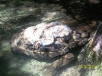 Big Turtle at the Zoo