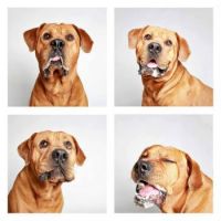 Shelter Dogs Showcase Their Unique Personalities - Hercules
