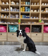 Ollie at the gift shop 2 ❤️