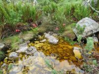 Disa uniflora and pool