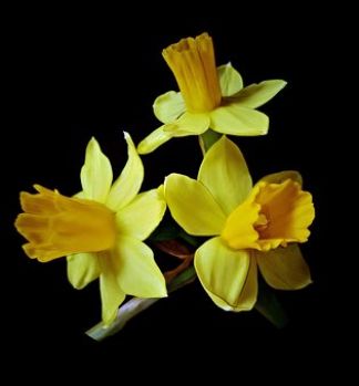 Daffodils (Mar17P32px)