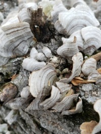 mushrooms on tree, dunn loring park, va (small)