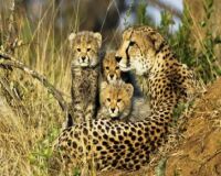 Cheetah mom & kids 2
