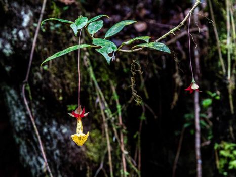 Serra da Bocaina - Nematanthus brasiliensis