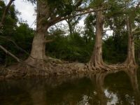 Trees along Onion Creek
