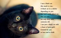 October is Black Cat Awareness Month