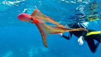 Blanket octopus seen near the surface above the Great Barrier Reef, AU.