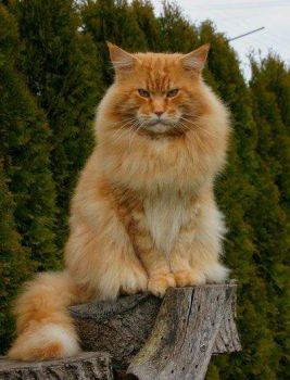 A Lovely Large Main Coon Cat
