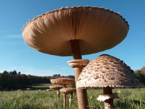 Italian Giant Mushroom