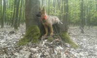 Dixi