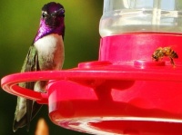 Costa's male Hummingbird and honey bee getting some nectar 1-25-2018