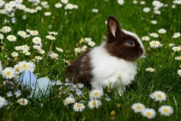 Cute Bunny and Flowers