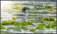 Loon and lily pads