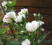 White "Circus Rose" --  close up
