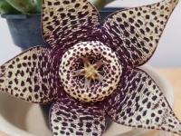 Huernia flower