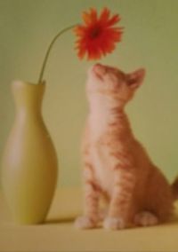 Flower Cat
