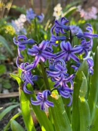 Blue Hyacinth -2