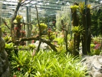 Bromeliads (small)
