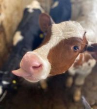cow raspberry