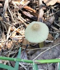 Edible or Not?