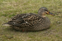 Mallard Hen16x9N